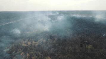 Flight over the field after a large-scale fire. Burnt grass and trees. The field is covered with smoke and ashes. video