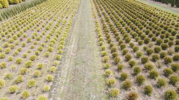 Aerial view Growing conifers on a large scale. Coniferous trees and thuja to create landscaping. Industrial cultivation of coniferous trees. video