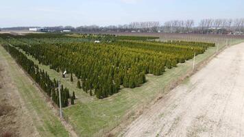 Aerial view Growing conifers on a large scale. Coniferous trees and thuja to create landscaping. Industrial cultivation of coniferous trees. video