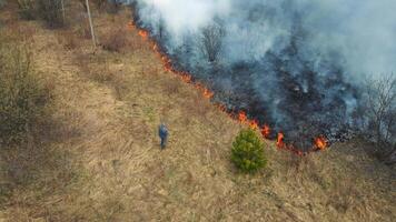 Man watching the fire. A fire approached the houses. Forest fire. Burning grass. video