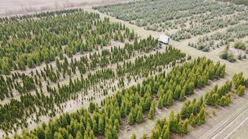 Aerial view Growing conifers on a large scale. Coniferous trees and thuja to create landscaping. Industrial cultivation of coniferous trees. video