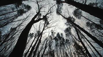 dark gloomy forest and treetops. Movement between trees in a dark forest top view. video