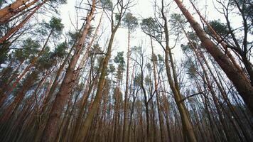 Pine trees in a cloudy forest. Camera movement between trees. video
