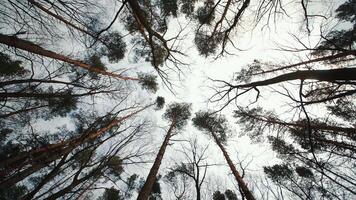 Top view of trees without leaves. Forest on a cloudy day. Soybean or spring forest and tree tops. video