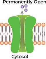 Cytosol-Gated Science Design Illustration Diagram vector