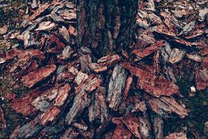 Dark Wood Texture, Processed Lumber Pattern Background Design photo