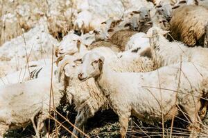 Herd of mountain sheep grazing on hilly amazing green meadow, farm animals walking photo