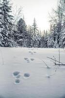 White Siberia lovely winter forest landscape, snowy trees cloudy sky, cloudy foggy day photo