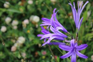 Macro close up of purple Siberian Lily flowers in the spring photo