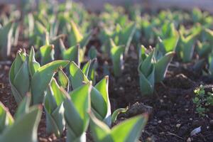 Macro close up of green plant sprouts and seedlings in soil photo