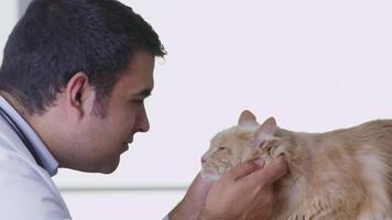 Veterinarian giving cat a checkup video