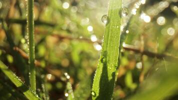 A close up of grass with water droplets on it video