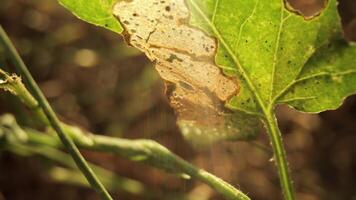A leaf with a brown spot on it video
