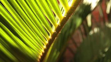 A close up of a palm leaf with sunlight shining through it video
