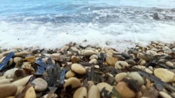 A beach with rocks and shells on the shore video