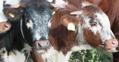 A group of cows standing in a field video