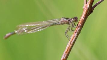 Big dragonfly macro close-up view warming up in the sun to hunt insects like flies as beneficial animal and pest control with filigree wings and big compound eyes for clear sight as odonata damselfly video