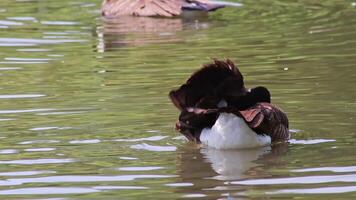 Canada goose cleaning its feathers with a bath in the clear water of a lake in a park while swimming to mate in mating season with black head and black beak with grey feathers and blurred background video