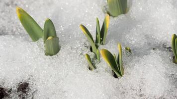 Time Lapse shot of melting snow unveiling narcissus sprout video