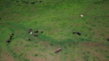 Aerial view of a group of cows on the green meadow. Top view of a herd of cows grazing in a pasture. video