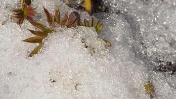 Timelapse shot of melting snow unveiling lupine sprout video