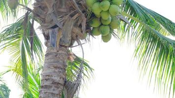 The camera moves from bottom to top, green coconut is on coconut tree, Bunch of coconuts are on tree at Asian farmer's garden, in Thailand video