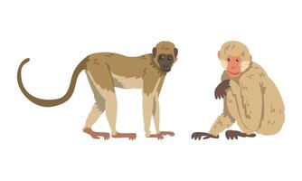 Macaque Monkey as Herbivorous Ape in Sitting Pose Set vector