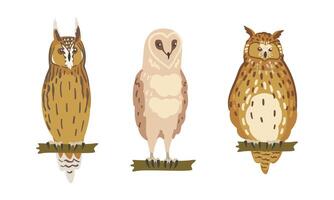Owl Species as Nocturnal Bird of Prey with Hawk-like Beak and Forward-facing Eyes Perching on Tree Branch Set vector