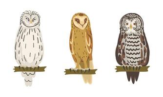 Owl Species as Nocturnal Bird of Prey with Hawk-like Beak and Forward-facing Eyes Perching on Tree Branch Set vector