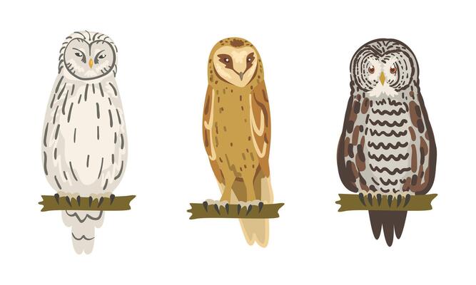 Owl Species as Nocturnal Bird of Prey with Hawk-like Beak and Forward-facing Eyes Perching on Tree Branch Set