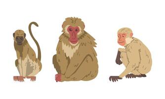 Macaque Monkey as Herbivorous Ape in Sitting Pose Set vector