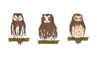 Owl Species as Nocturnal Bird of Prey with Hawk-like Beak and Forward-facing Eyes Perching on Tree Branch Set vector