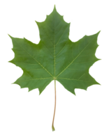 vert érable feuille avec visible veine structure isolé sur Contexte pour la nature et botanique conception png