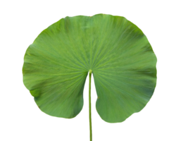 green lotus leaf with visible veins on isolated background for nature and botanical design png
