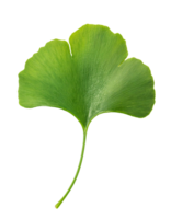 single ginkgo biloba leaf with vibrant green fan-shaped design on isolated background for botanical and herbal themes png