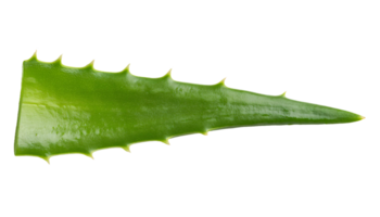 sharp aloe vera leaf segment with glossy texture on isolated background png