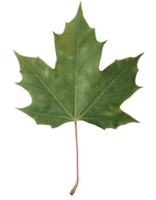green maple leaf with visible veins on isolated background for botanical and nature design concepts png