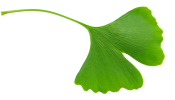 ginkgo biloba leaf with unique fan-shaped design on isolated background for herbal and natural applications png