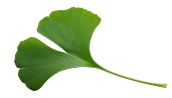 green ginkgo biloba leaf on isolated background with fan-shaped structure and detailed texture for natural designs png