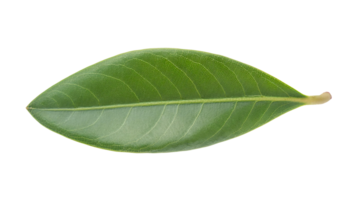 green leaf with visible veins and smooth texture isolated on background for natural and botanical design png