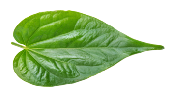 single green glossy leaf with natural texture and vibrant color isolated background for botanical and design use png