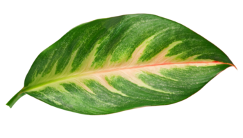 closeup of colorful green leaf with red and yellow patterns on isolated background png