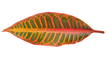 vibrant croton leaf with multicolored red yellow and green pattern isolated background for tropical botanical design png