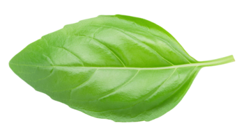 closeup of fresh green basil leaf with detailed texture on isolated background png