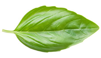 single fresh basil leaf with vibrant green color isolated background for culinary and botanical design png