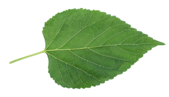 green leaf closeup isolated on background showing detailed veining pattern and heart-shaped structure for botanical and nature studies png