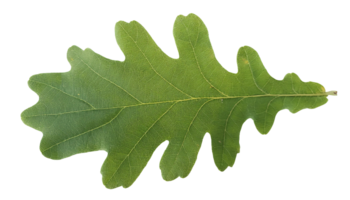 oak leaf isolated on background showing intricate veining pattern and natural lobed structure for botanical and forestry studies png