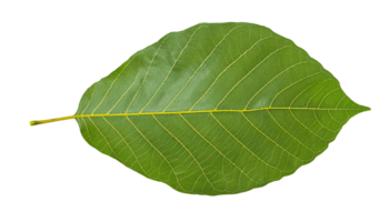 green bodhi leaf isolated on background showcasing intricate veining pattern and smooth texture for botanical and spiritual references png