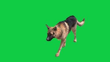 German shepherd dog walking front side view loop 3d render animation isolated on green screen background video