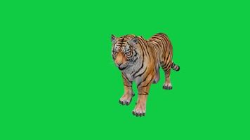 Tiger, royal Bengal tiger standing idle movement loop 3d animation isolated on green screen background video